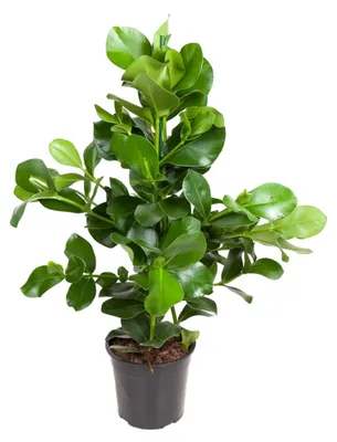 Immagine prodotto di Clusia Rosea - 100 cm - Ø24