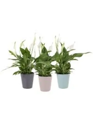 Produktbild von Spathiphyllum Pearl Cupido 35cm in pastellfarbenen Übertopf 3er Set