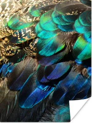 Produktbild von MuchoWow® Poster Federn - Pfauenfedern - Pfau - Blau - Kunst 30x40 cm - Wandplakat - Poster Kinderzimmer
