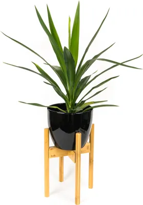 A potted plant on a wooden stand against a white background.