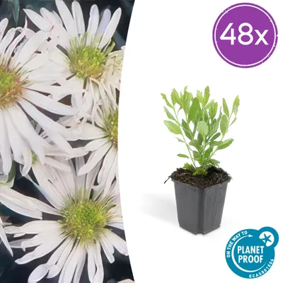 Produktbild von Aster ageratoides 'Ashvi' | 48 Stück - 10-25cm - Ø9cm - Gartenpflanze
