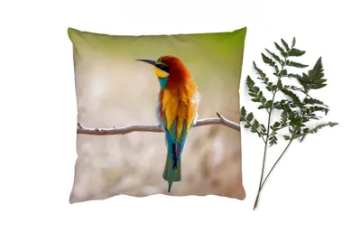 Produktbild von MuchoWow® Zierkissen Sofakissen Wohnzimmer Dekokissen 60x60 cm Vögel - Bienenfresser - Tiere - Sitzfläche - Foto Polster