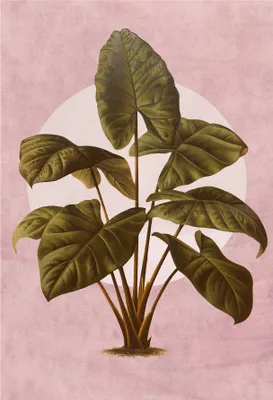 Produktbild von Wandbild - Créatures Végétales - Größe 50 x 70 cm