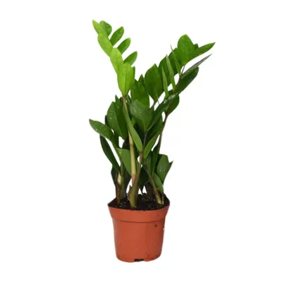 Immagine prodotto di Zamioculcas Zamiifolia