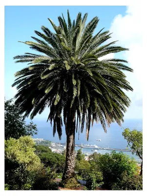 Produktbild von Kanarische Dattelpalme (Phoenix canariensis) 10 Samen - Zimmerpflanze