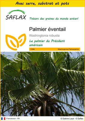 Image de SAFLAX Ensemble de culture - Palmier éventail - 12 graines - Washingtonia