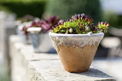 Produktbild von Sempervivum calcareum 'Mrs Giuseppi', Hauswurz, ca. 9x9 cm Topf