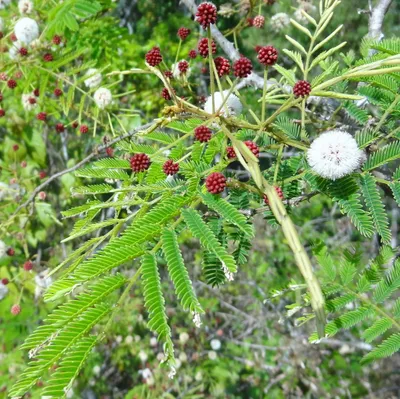 Image de Shikakai (Acacia concinna)  - 5 graines
