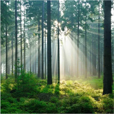 Produktbild von Fototapete Wald - Vliestapete - Bildtapete UV-beständig Design grün Motiv Wandtapete geruchsfrei