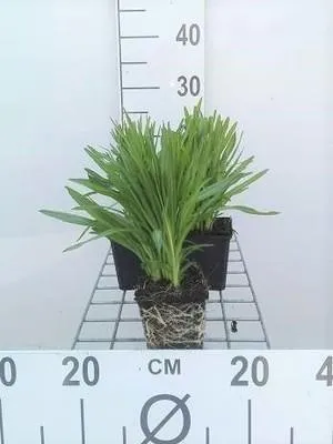 Image de 6 x Liatris spic. 'Floristan Weiss' - Prachtscharte - Topf 9 x 9 cm