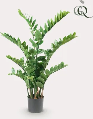 Produktbild von Famanu Kunstpflanze Zamioculcas - 110 cm