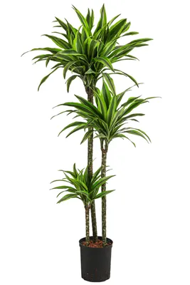 Produktbild von Dehner Drachenbaum Lemon Lime, in Hydrokultur, ca. 140 cm, Ø Topf 18 cm, Zimmerpflanze