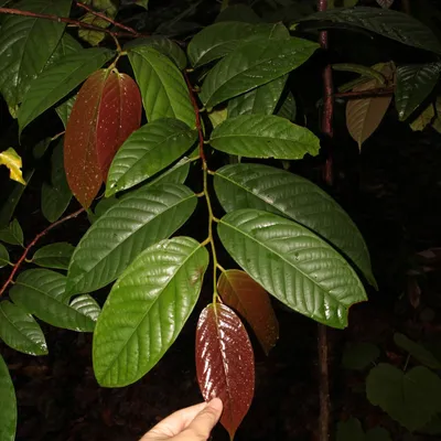 Produktbild von Borneanisches Eisenholz (Eusideroxylon zwageri)  - 1 Samen