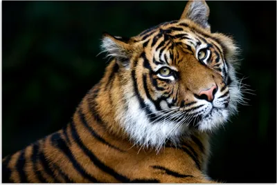 Produktbild von MuchoWow® Poster Tiger - Porträt - Schwarz 180x120 cm - Fotoplakat