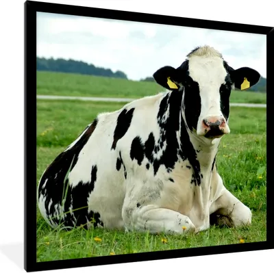 Produktbild von MuchoWow® Gerahmtes Poster Kuh - Gras - Tiere - Berg 40x40 cm - Poster mit Schwarzem Bilderrahmen Wandposter Rahmen Foto Bilder - Mit Rahmen - Wanddekoration Schlafzimmer