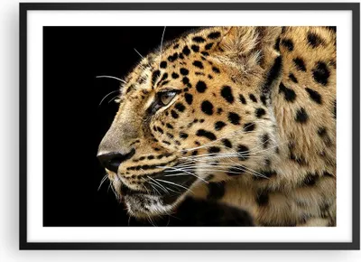 Produktbild von Gerahmtes Poster - Schwarzer Rahmen - Tiere Leopard wilde Katze wilde Tiere - 70x50 cm - Wand Bild - Wanddeko - Wandbilder - Wandposter - Bilderrahmen - Bilder - Kunstdruck - P2BAA70x50-0433