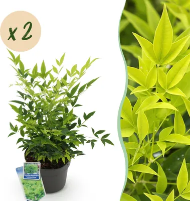 Zdjęcie produktu dla Nandina Lemon & Lime - Żółta - 2 rośliny - Zimozielona - Niskie koszty utrzymania - 35-45cm - Ø17cm - Roślina ogrodowa