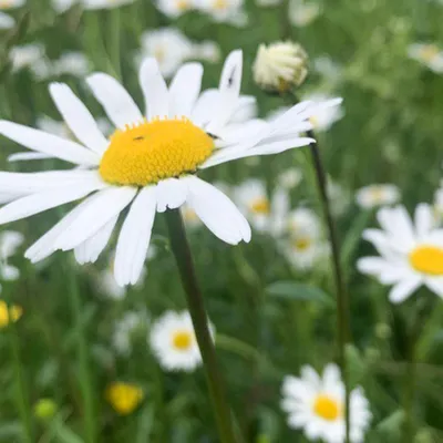Produktbild von mydays Wildkräuterseminar Schupfart; Erlebnis verschenken oder selbst erleben; Gutschein für 1 Person(en)