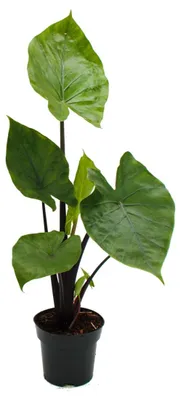 Obrázok produktu pre Alocasia „Black Cobra“ – Čierna kobra – Sloní ucho – Šípová list – 14 cm kvetináč