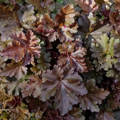 Produktbild von 6 x Silberglöckchen  - Heuchera 'Chocolate Ruffles'  | Topf 9cm x 9cm