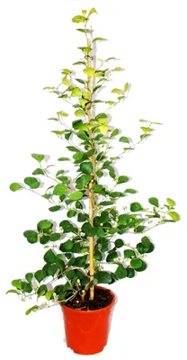 Obrázek produktu pro Fíkus medlar - Ficus deltoidea - 17cm květináč - výška cca 80 cm