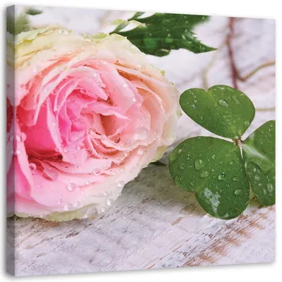 Produktbild von Leinwandbild rosenblüten natur 30x30 cm Feeby rosa wandbild bereit zum aufhängen
