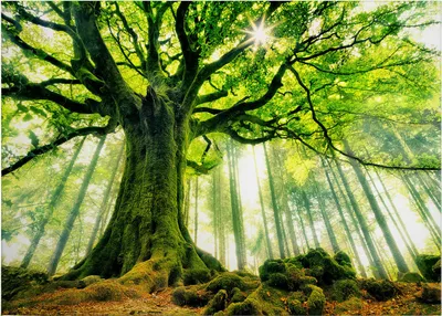 Produktbild von Leinwandbild Bäume Blätter 50 x 70 cm - Wandbild Wald Grün Braun - Keilrahmen Laubwald Wohnzimmerdeko Wanddeko Wandgemälde