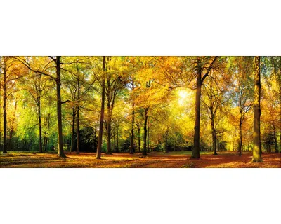 Produktbild von Glasbild Sunshine in the forest 125x50 cm