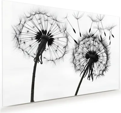 Produktbild von Glasbild 120x80cm in XXL für Wohnzimmer, Schlafzimmer Motiv Pusteblumen