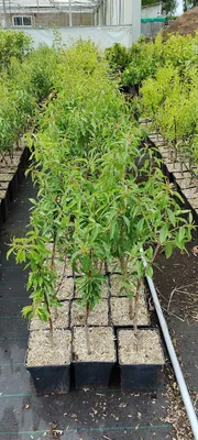 Produktbild von Prunus dulcis 'Texas', Mandelbaum, 5 Liter Topf