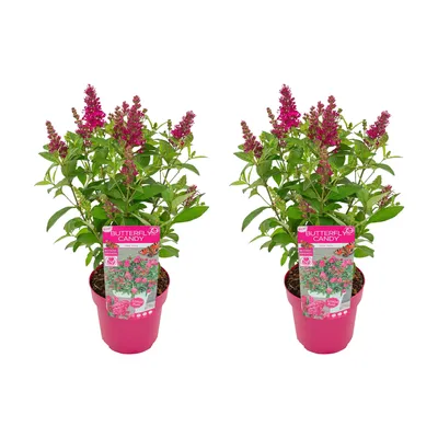 Produktbild von Bloomique - 2er-Set - Buddleja Butterfly Little Ruby - Schmetterlingsflieder - Gartenpflanzen - Winterhart - 30-40 cm Hoch - Topf 19 cm