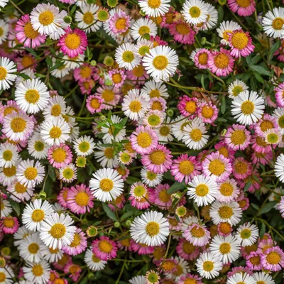 Immagine prodotto di Margherita Erigeron karvinskianus – 6 piante – 10-25 cm – Ø 9 cm – Piantagelaia perenne a fioritura prolungata – Pianta da fiore per aiuole, muri e balconi