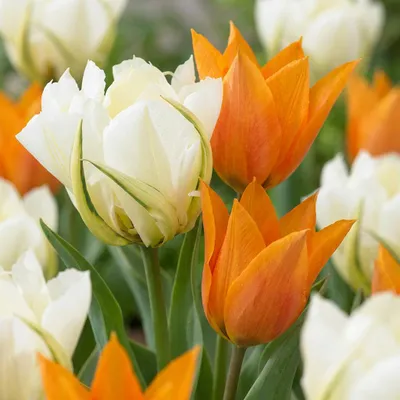 Produktbild von Green boutiQ - 30x Tulipa Sunbath - Tulpe Sunbath - Gelb und Weiß - Frühlingsblüher - Zwiebelgröße 11/12