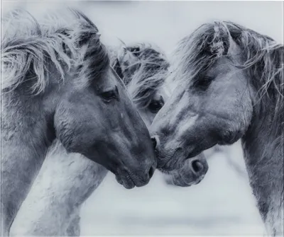 Produktbild von WENKO Herd Glas Rückwand HORSES Pferde Küchen Spritz Schutz Wand 60x50 cm