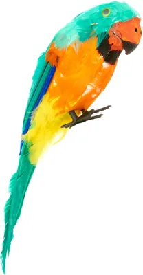 Produktbild von Farbenfroher Papagei Piratenkostüm-Zubehör bunt 38cm - Einheitsgröße