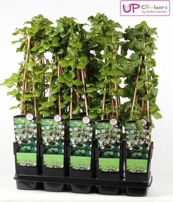 Produktbild von Hortenzia Petiolaris - ↨65Cm - Ø15