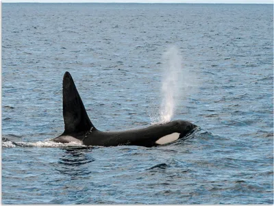 Produktbild von MuchoWow® Poster Orca mit Wasser aus dem Blasloch 160x120 cm - Foto Plakat