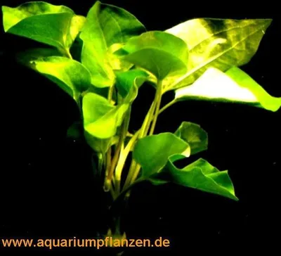 Produktbild von 1 Bund Saururus cernuus, Eidechsenschwanz