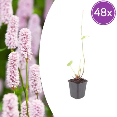 Zdjęcie produktu dla Persicaria bistorta | 48 sztuk - 10-25cm - Ø9cm - Roślina ogrodowa