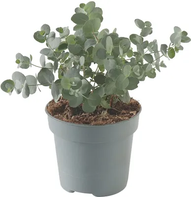 Productafbeelding van JUNAVERA Eucalyptus cinerea zilvereucalyptus | 25 cm hoog | in 12 cm pot | aromatische tuinplant met zilverblad