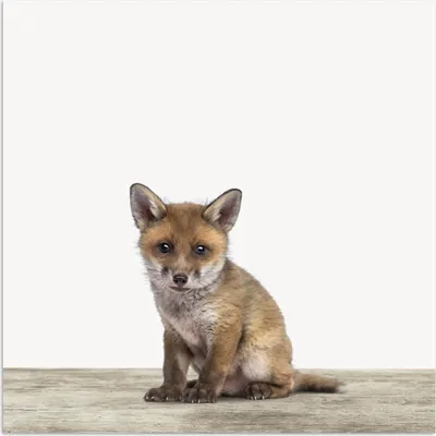 Produktbild von MuchoWow® Poster Fuchs - Baby-Fuchs - Kinder - Mädchen - Jungen 100x100 cm - Babyzimmer