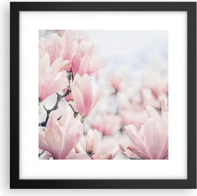 Produktbild von Gerahmtes Poster - Schwarzer Rahmen - Magnolie Blumen Rosa - 30x30 cm - Wand Bild - Wanddeko - Wandbilder - Kunstposter - Wandposter - Bilderrahmen - Bilder - Kunstdruck - P2BAC30x30-4396