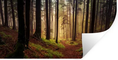 Produktbild von MuchoWow® Wandtattoo Wandsticker Wandaufkleber Bäume - Natur - Wald 40x20 cm Selbstklebend und Repositionierbar - Aufkleber