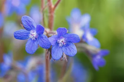 Produktbild von Anchusa azurea, Ochsenzunge, blau, ca. 11x11 cm Topf
