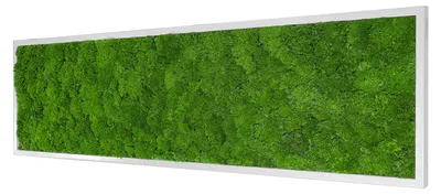 Produktbild von Moosbild Wave Design (140x40, weiß)
