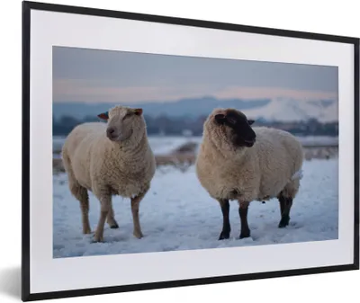 Produktbild von MuchoWow® Gerahmtes Poster Schaf - Schnee - Berg 60x40 cm - Poster mit Schwarzem Bilderrahmen Wandposter Rahmen Foto Bilder - Schlafzimmer - Plakat in Rahmen - Drucken