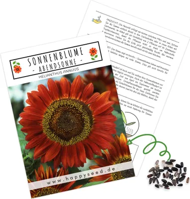 Produktbild von Farbenfrohe Sonnenblumen Samen mit hoher Keimrate - Blumensamen für einen bunten & bienenfreundlichen Garten (1x Abendsonne)