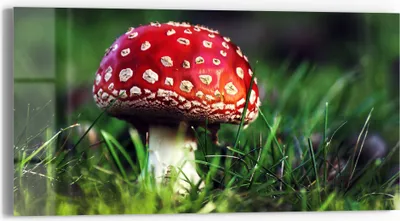 Produktbild von DEQORI Glasbild Echtglas 60x30 cm 'Roter Waldjuwel' Wandbild Bild modern Deko