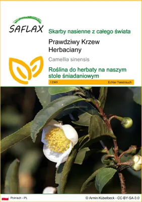 Zdjęcie produktu dla SAFLAX - Prawdziwy Krzew Herbaciany - 6 Nasiona - Camellia sinensis