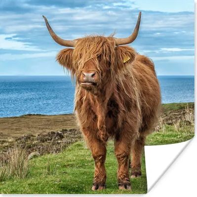 Produktbild von MuchoWow® Poster Schottischer Highlander - Wasser - Hörner 100x100 cm - Babyzimmer